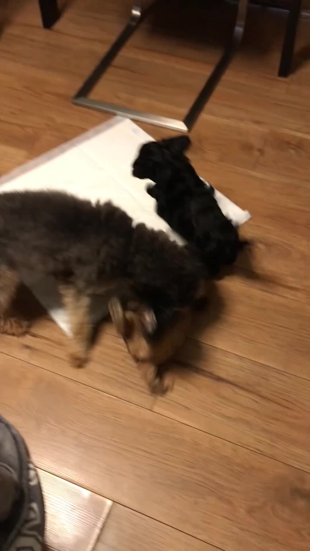 Cavapoo dogs for sale: Beautiful Cavapoo Puppies ready for a new home - Video 1