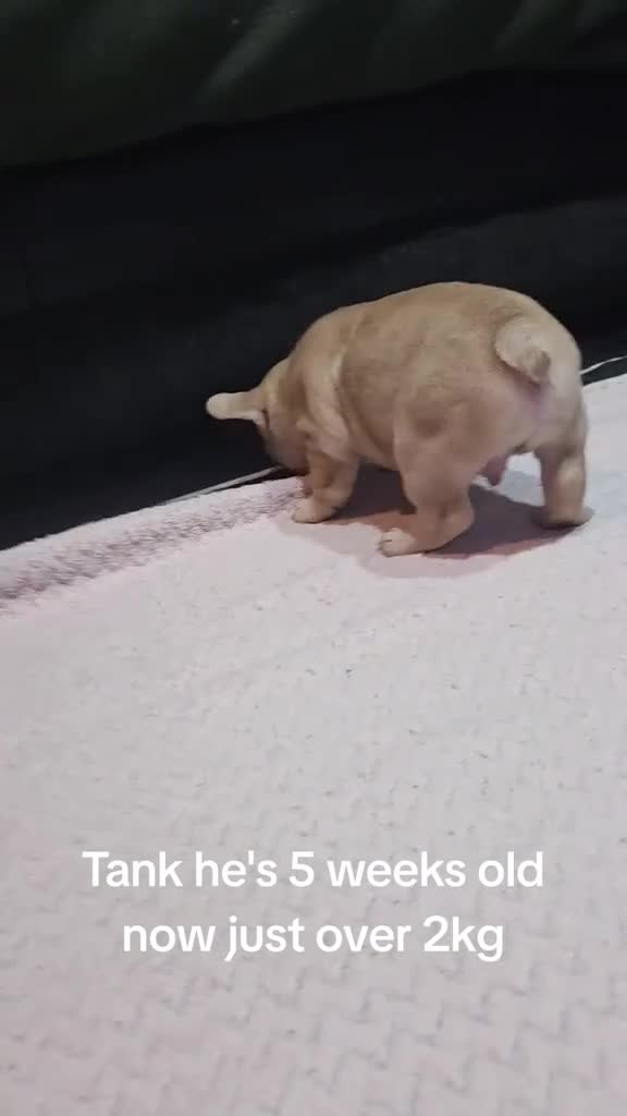 French Bulldog dogs for sale: French bulldog pups ready in 2 weeks - Video 1