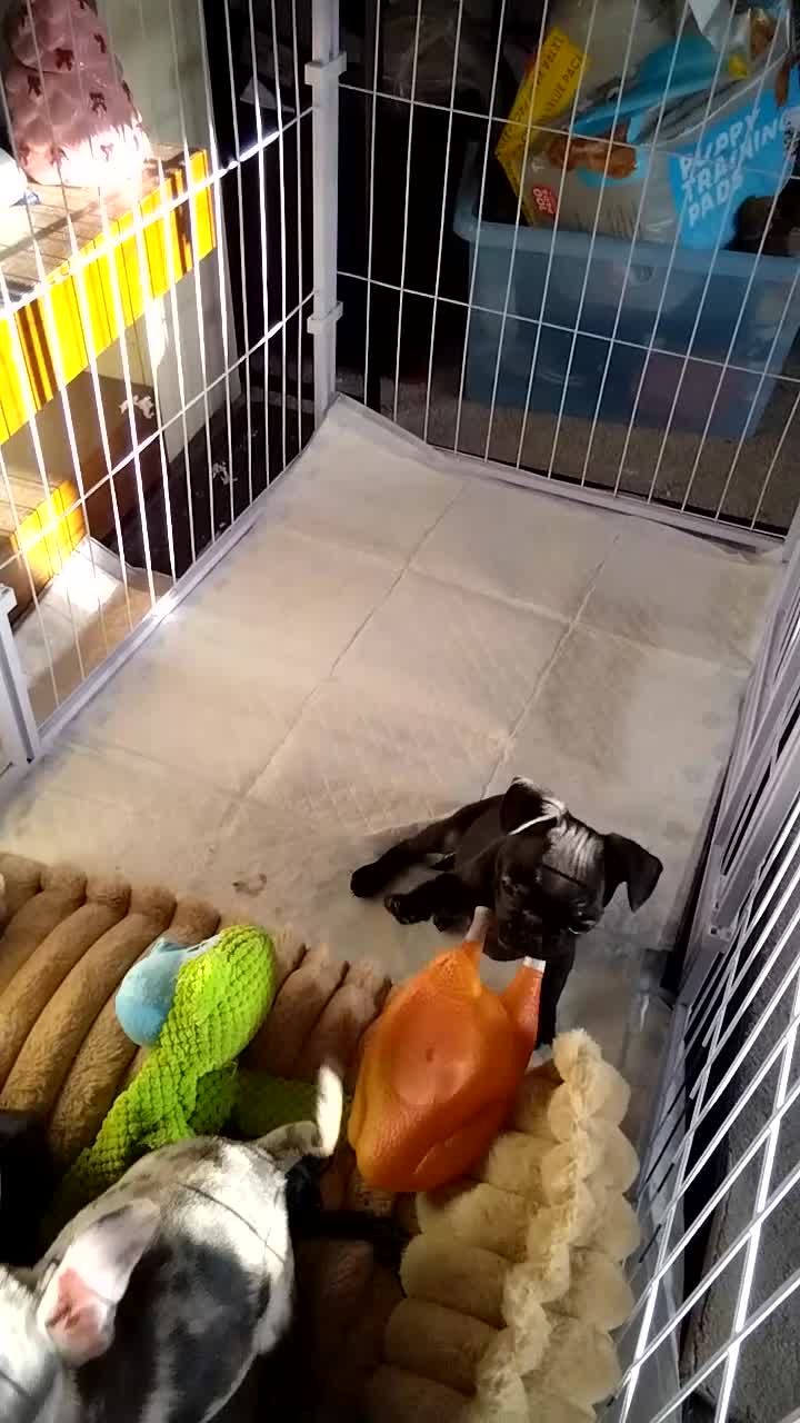 Frug dogs for sale: Frug  in Alton - Video 2