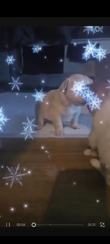 Pomchi dogs for sale: 🐻 Fluffy Rainbow Pomchis 🌈 - Video 1