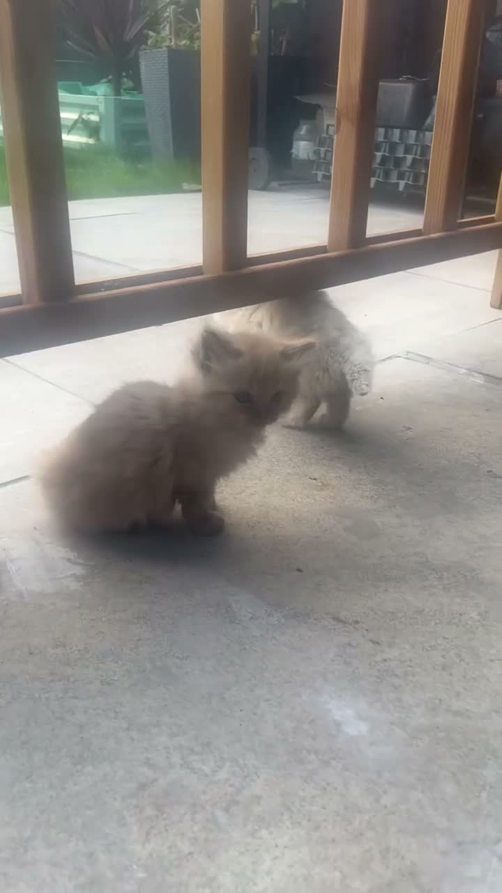 Ragdoll cats for sale: 🐾 Beautiful Kittens♥️♥️♥️ - Video 1