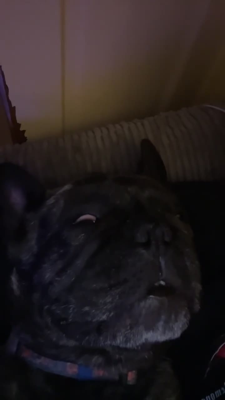 French Bulldog dogs for sale: 5-Year-Old French Bulldog  - Video 3