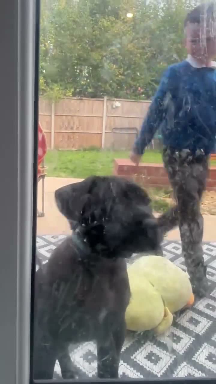 Presa Canario dogs for sale: Presa Canario Male puppy - Video 3
