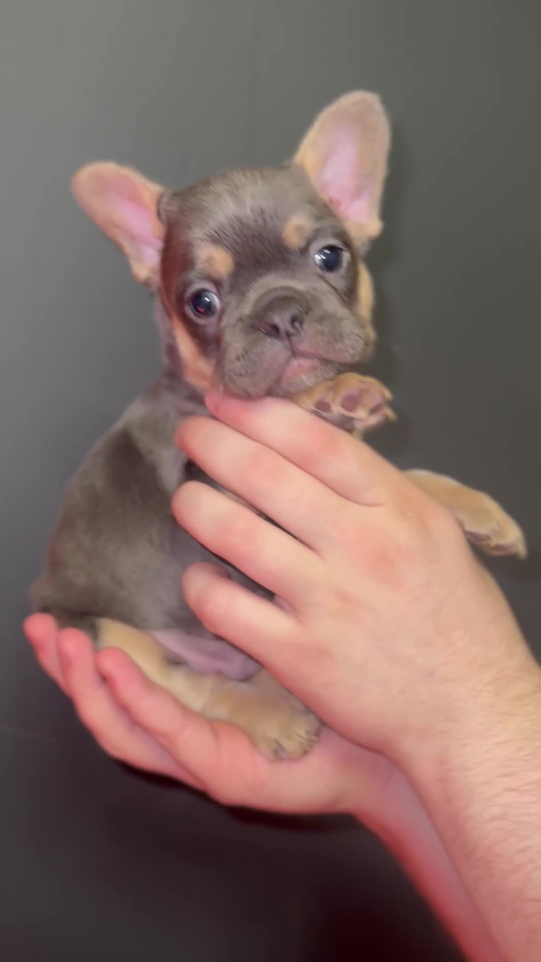 French Bulldog dogs for sale: New shade Full Fluffy French bulldog carrying pink - Video 3