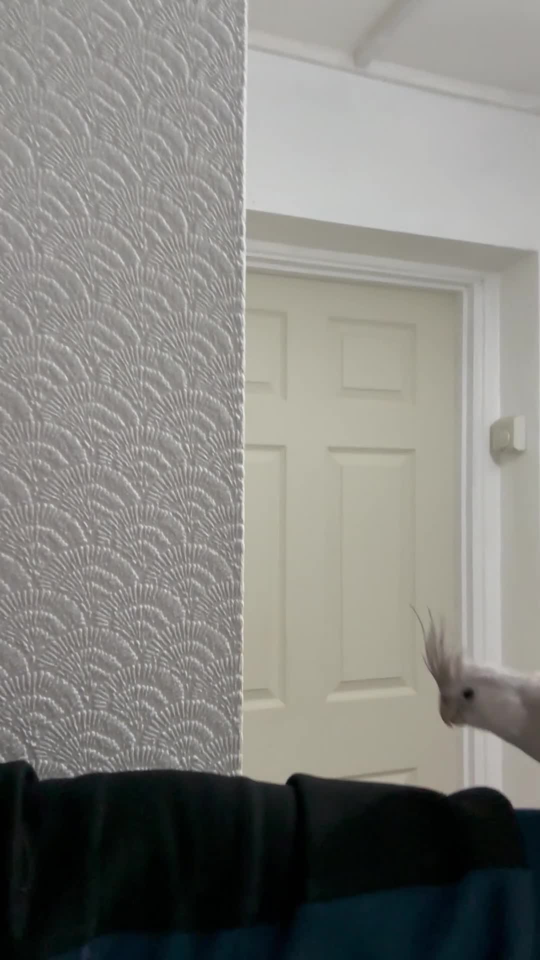 Cockatiels birds for sale: Beautiful female cocktiels  8 months for sell - Video 1