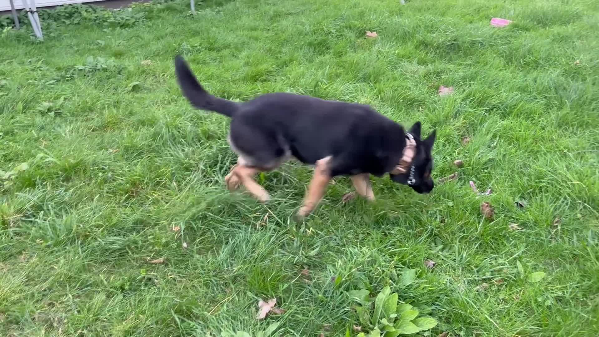 German Shepherd dogs for stud: Handsome German Shepherd x Dutch Shepherd for Stud - Video 1