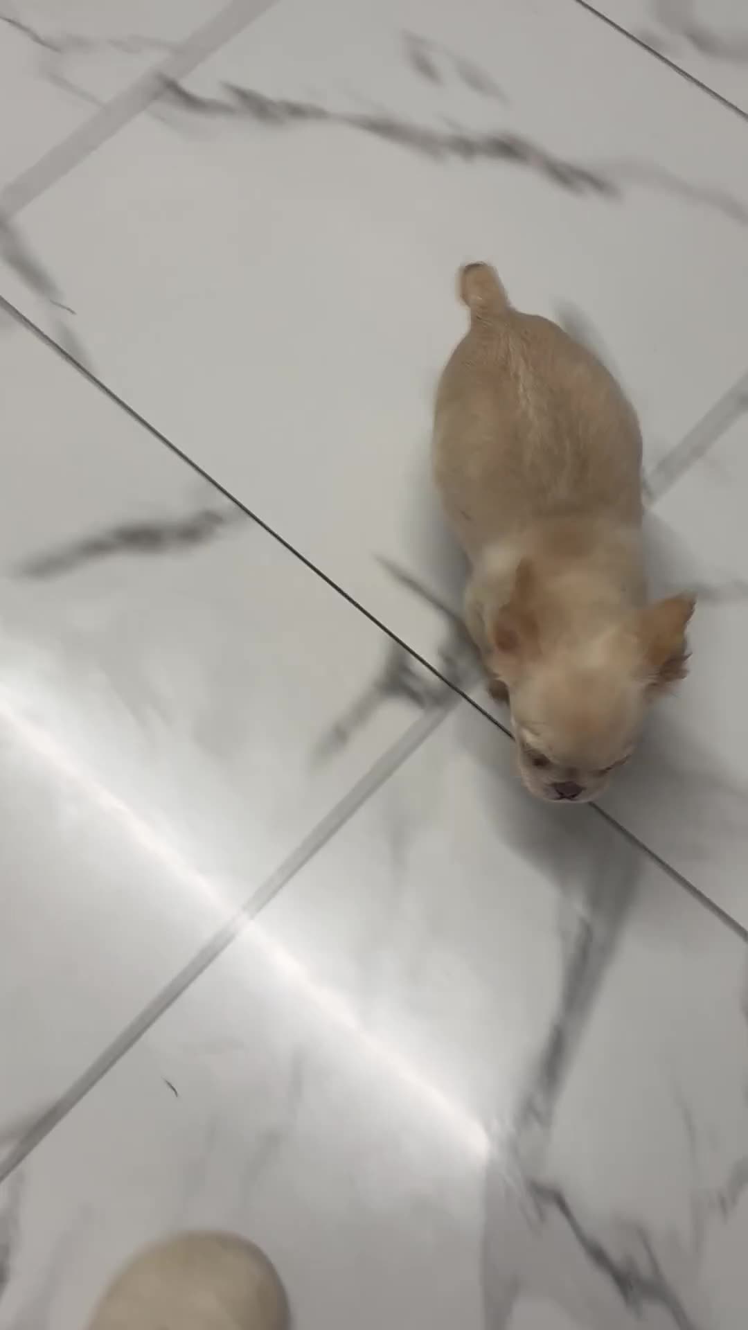 French Bulldog dogs for sale: Beautiful fluffy/ fluffy carrier Frenchie pups  - Video 2