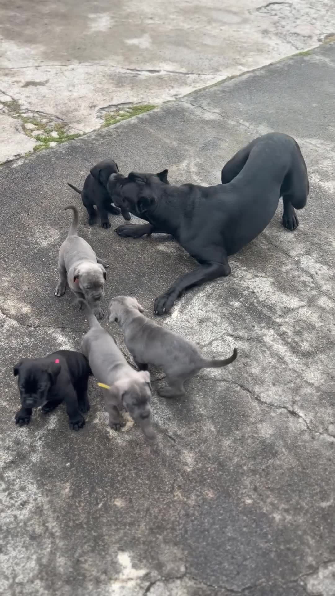 Cane Corso dogs for sale: Cane corso puppies - iccf champion bloodline  in Halifax - Video 1