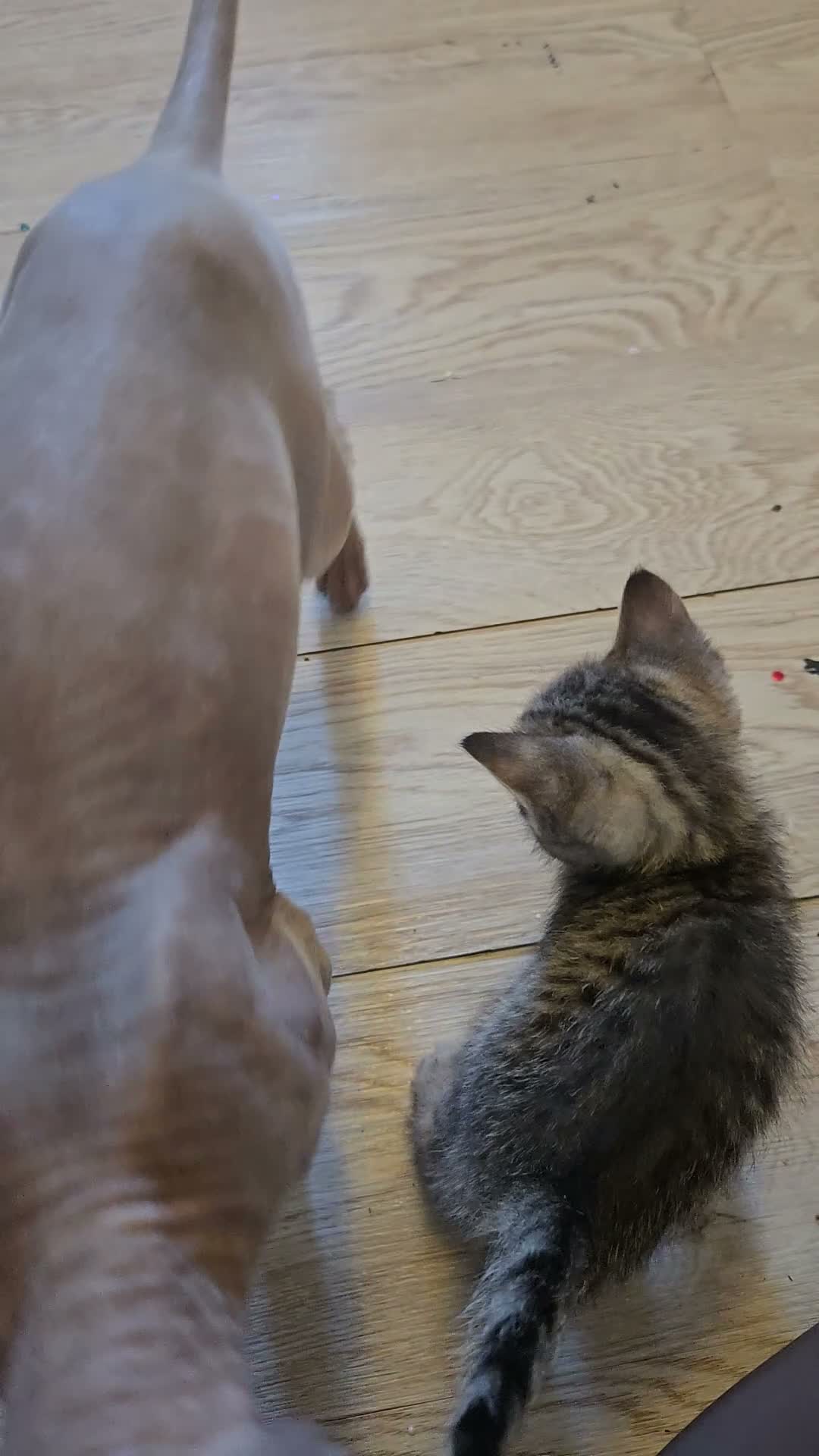 Mixed Breed cats for sale: Beautiful sphynx cross - Video 1