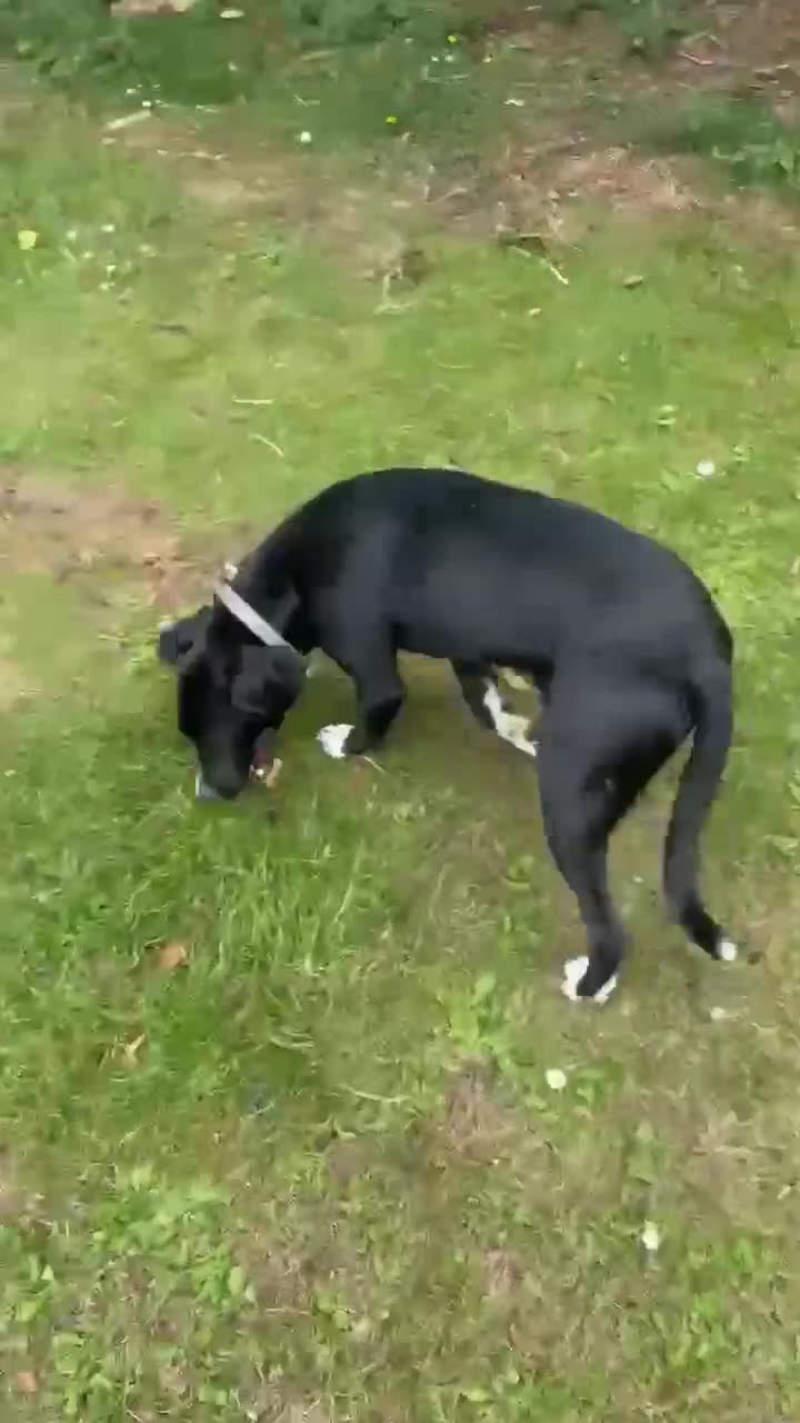 Mixed Breed dogs for sale: Sale  - Video 1
