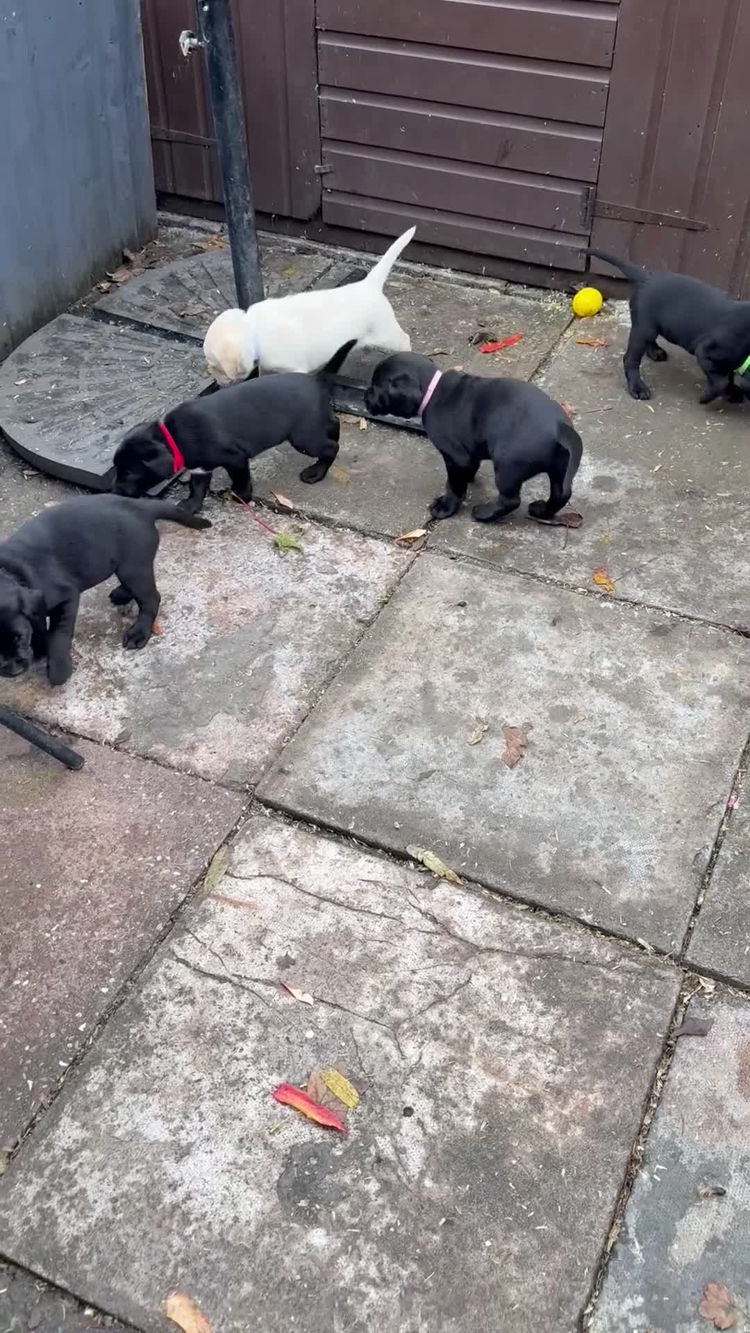 Labrador Retriever dogs for sale: Black pedigree Labradors only 3 girls available  - Video 1