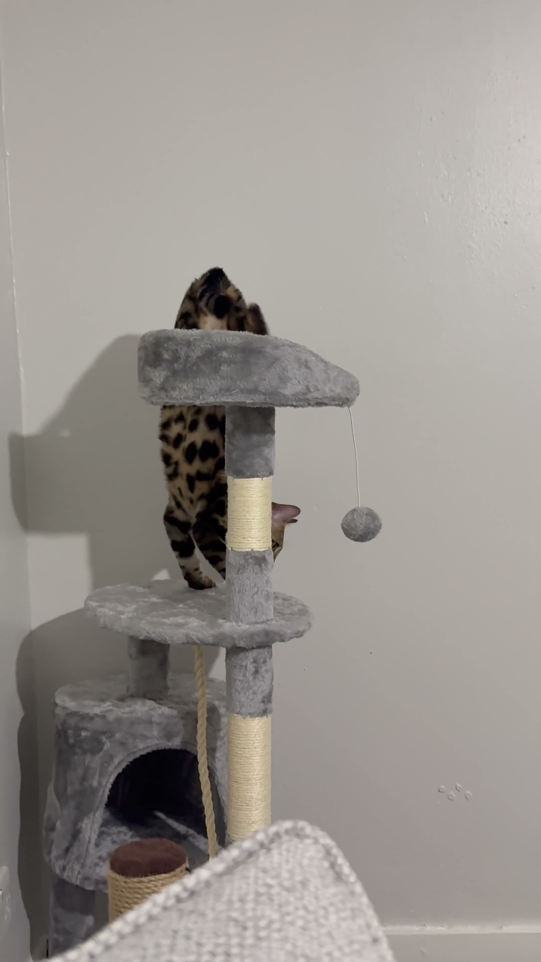 Bengal cats for sale: Beautiful 5-Month-Old Bengal Kitten in South Queensferry - Video 1