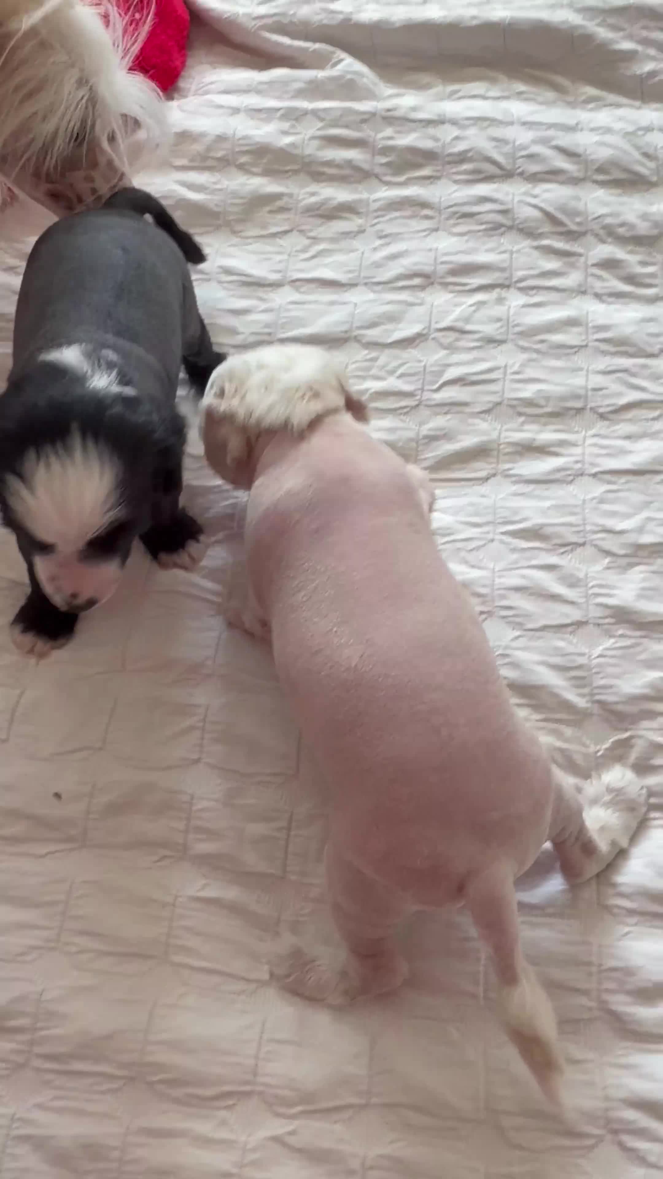 Chinese Crested dogs for sale: Pure breed Chinese Crested  - Video 3