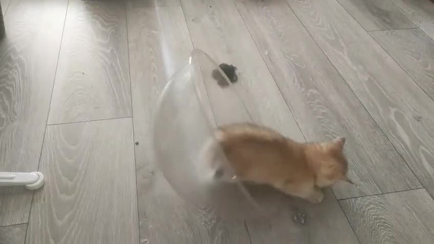 British Shorthair cats for sale: Pedigree Golden British Shorthair Kitten READY! - Video 2