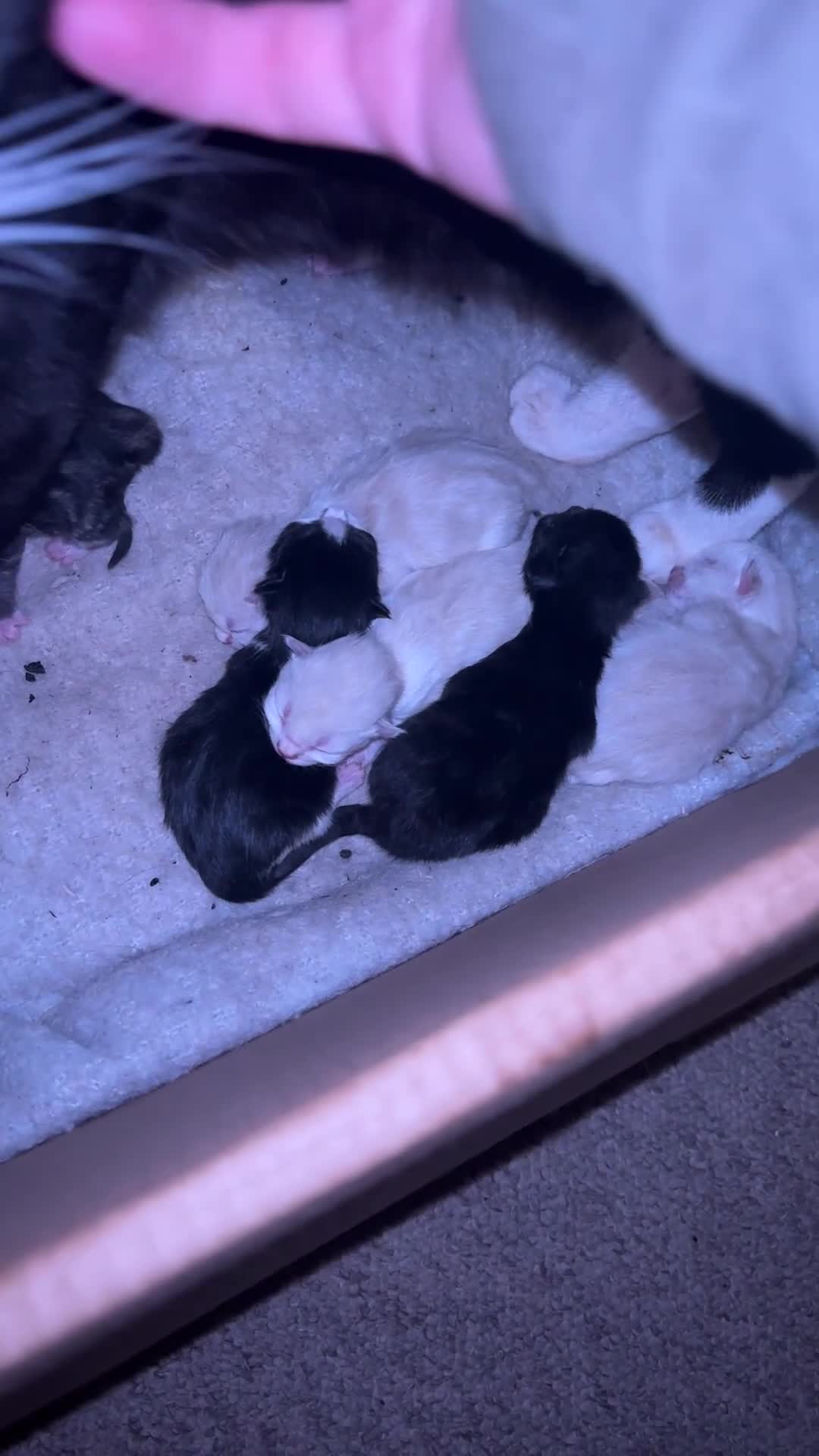 Mixed Breed cats for sale: Last 2 kittens left - Video 1