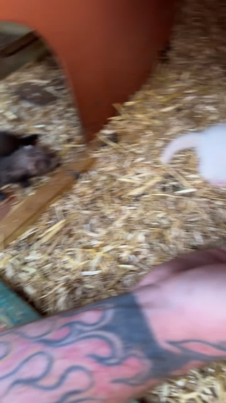 Ferret rodents for sale: Mixed ferret kits in Rotherham - Video 2