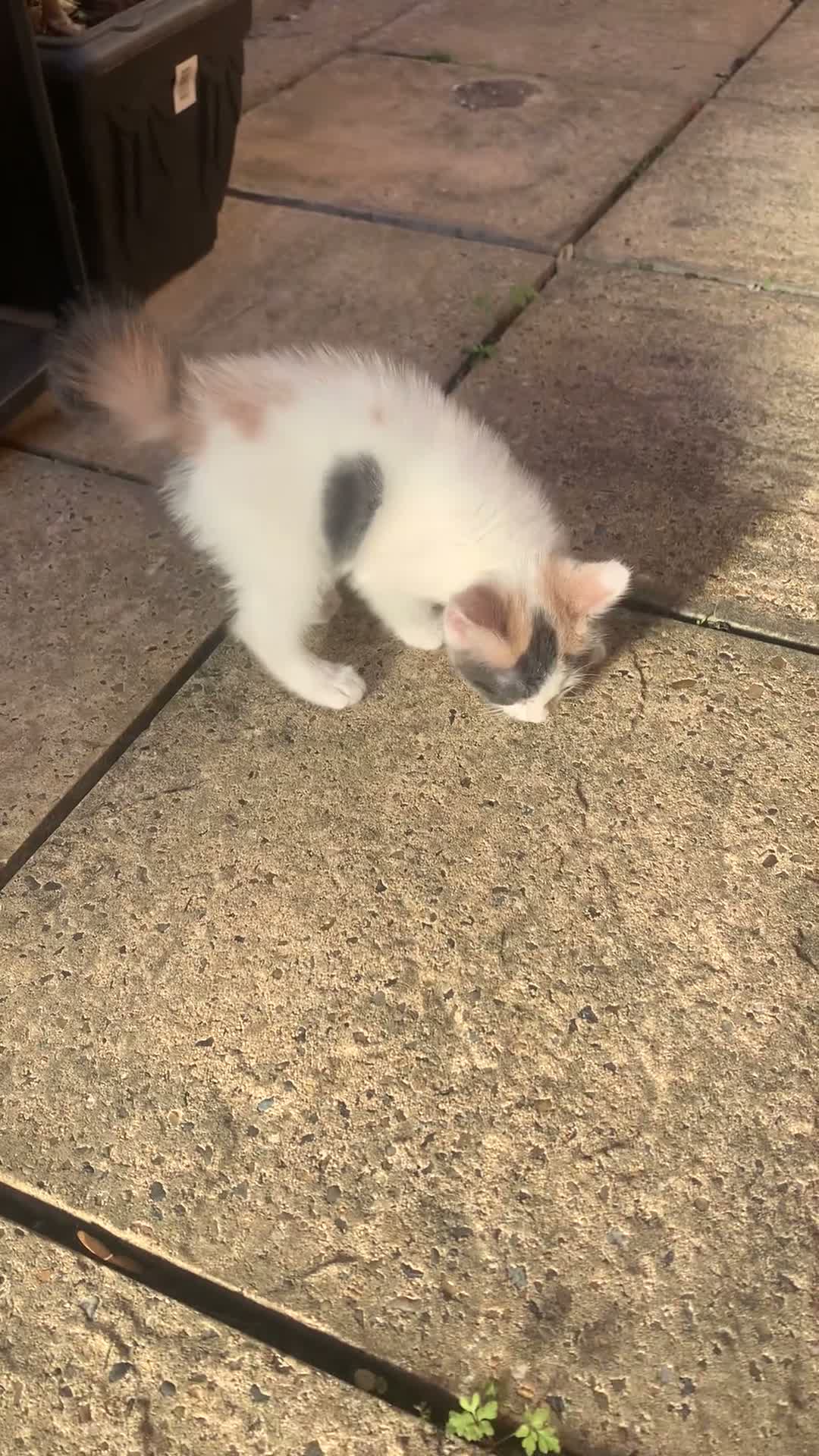 Mixed Breed cats for sale: Meet the Purr-fect Trio: Kurilian Bobtail Mixes - Video 2
