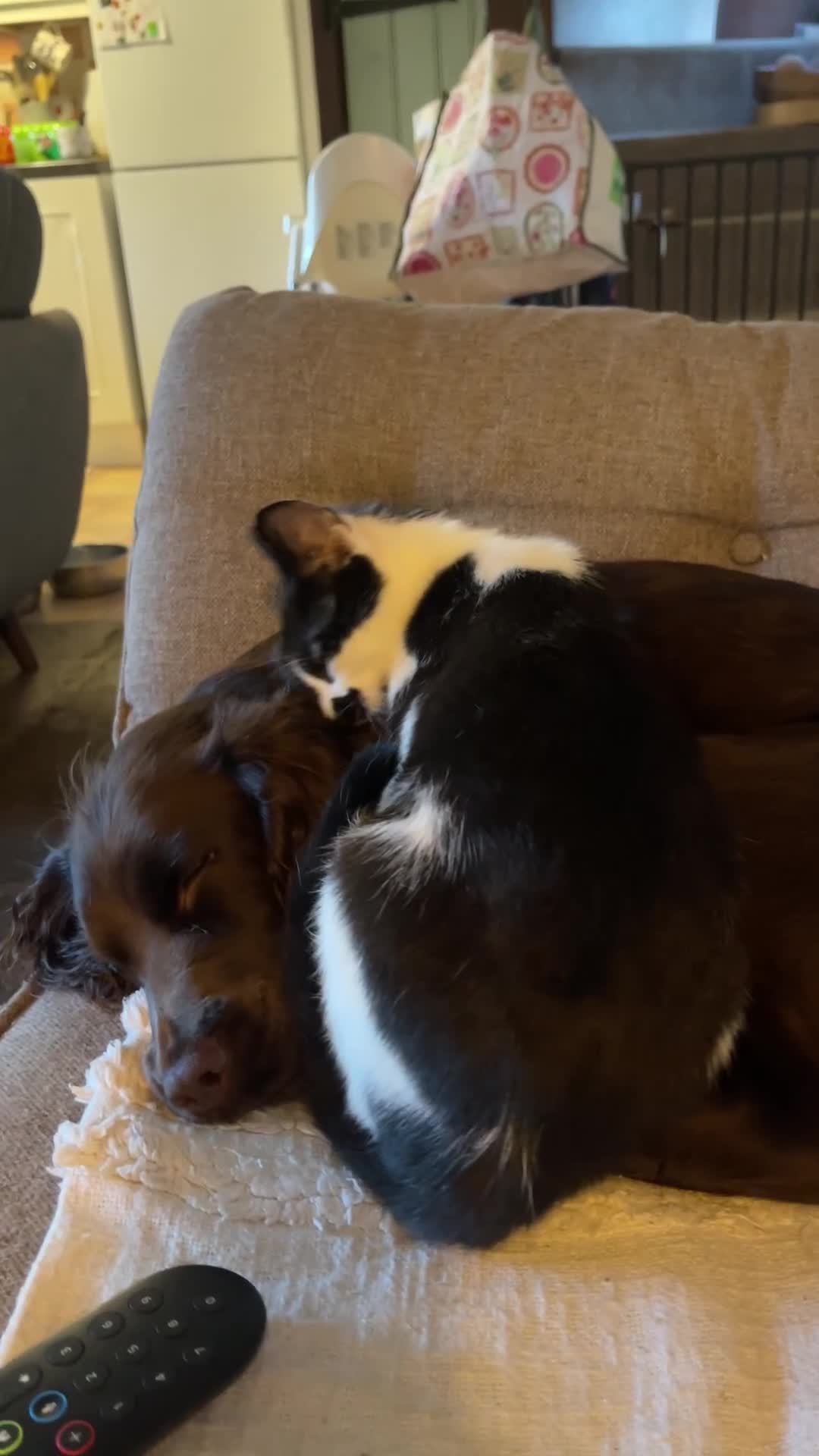 Domestic Shorthair cats for sale: 5 Month Kitten - Video 1