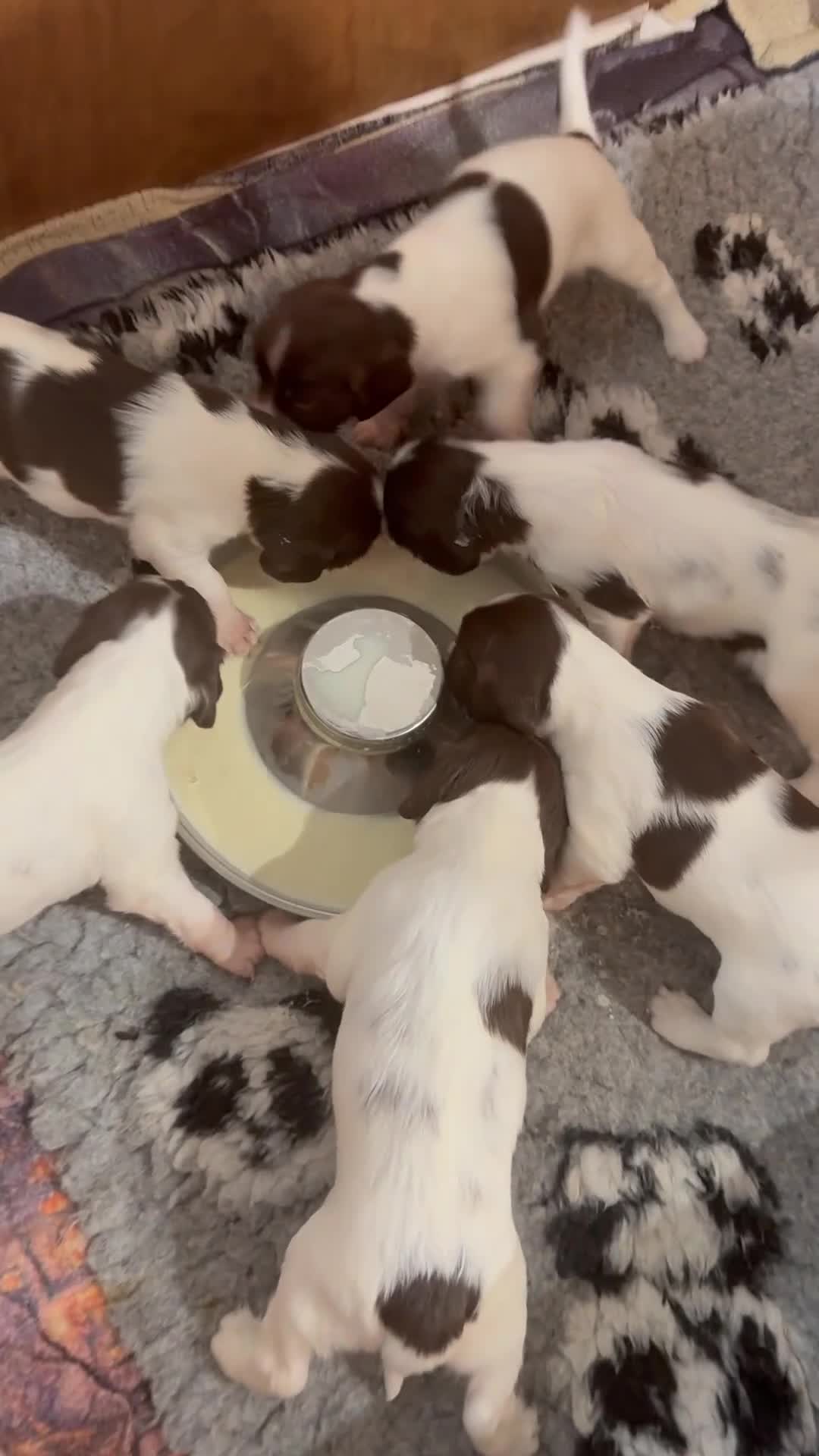 English Springer Spaniel dogs for sale: Pedigree springer spaniel Puppies - Video 2