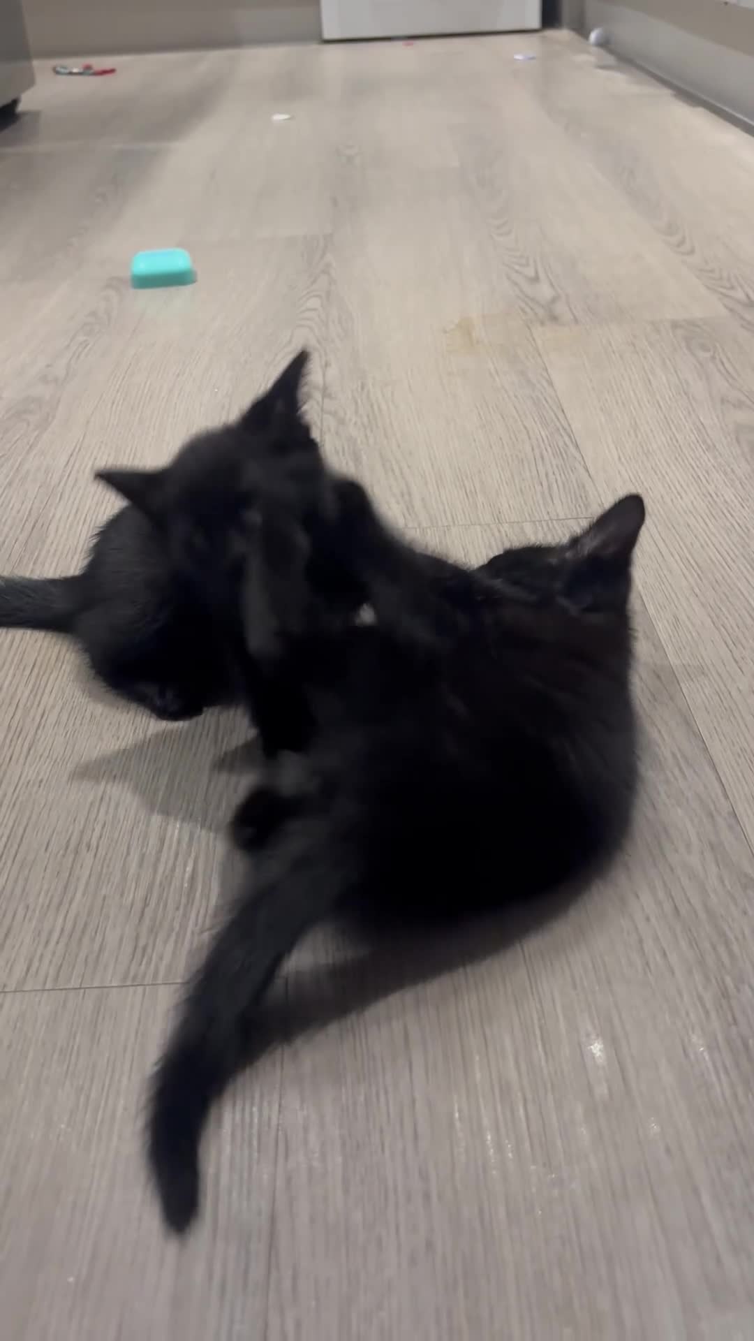 Mixed Breed cats for sale: Beautiful kittens for sale in Ilkeston - Video 1