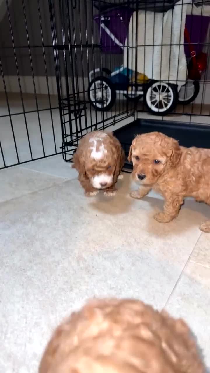 Cavapoo dogs for sale: Cavapoo pupies - Video 1