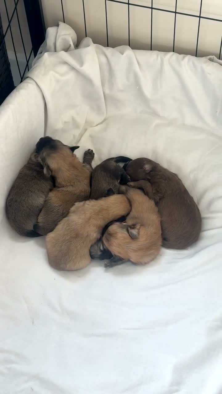 Mixed Breed dogs for sale: Pomeranian x Cavachon Puppies  in Strathaven - Video 3