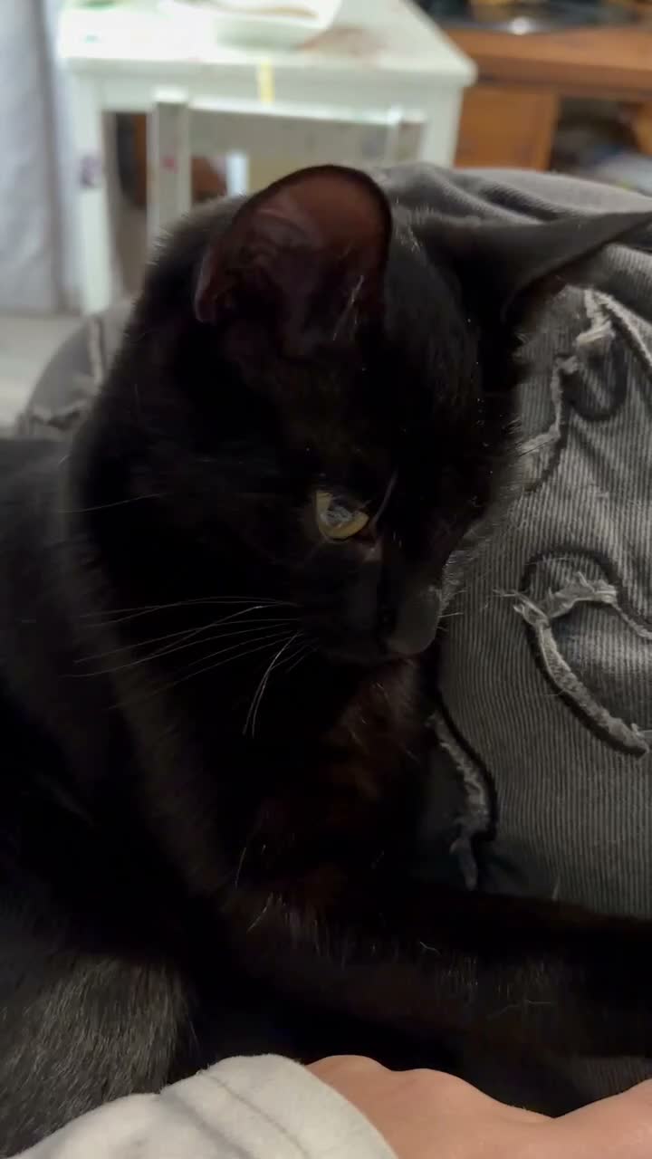 Mixed Breed cats for sale: Male black kitten - Video 1