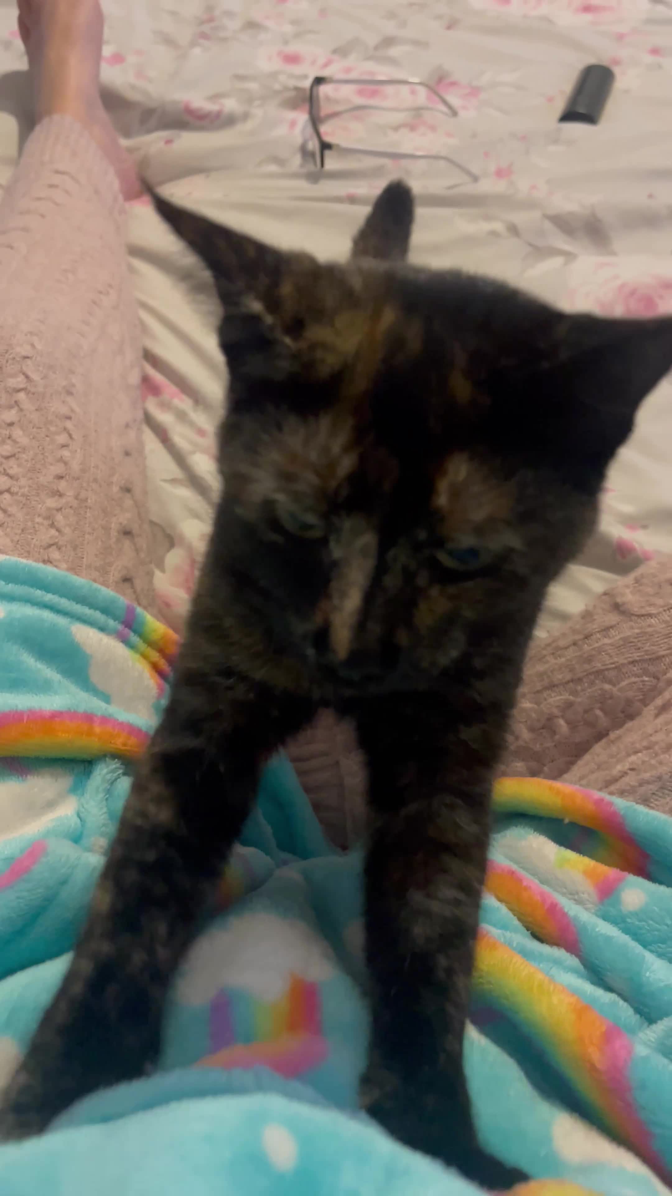 Mixed Breed cats for sale: Rehoming my girls - Luna & Nova - Video 1