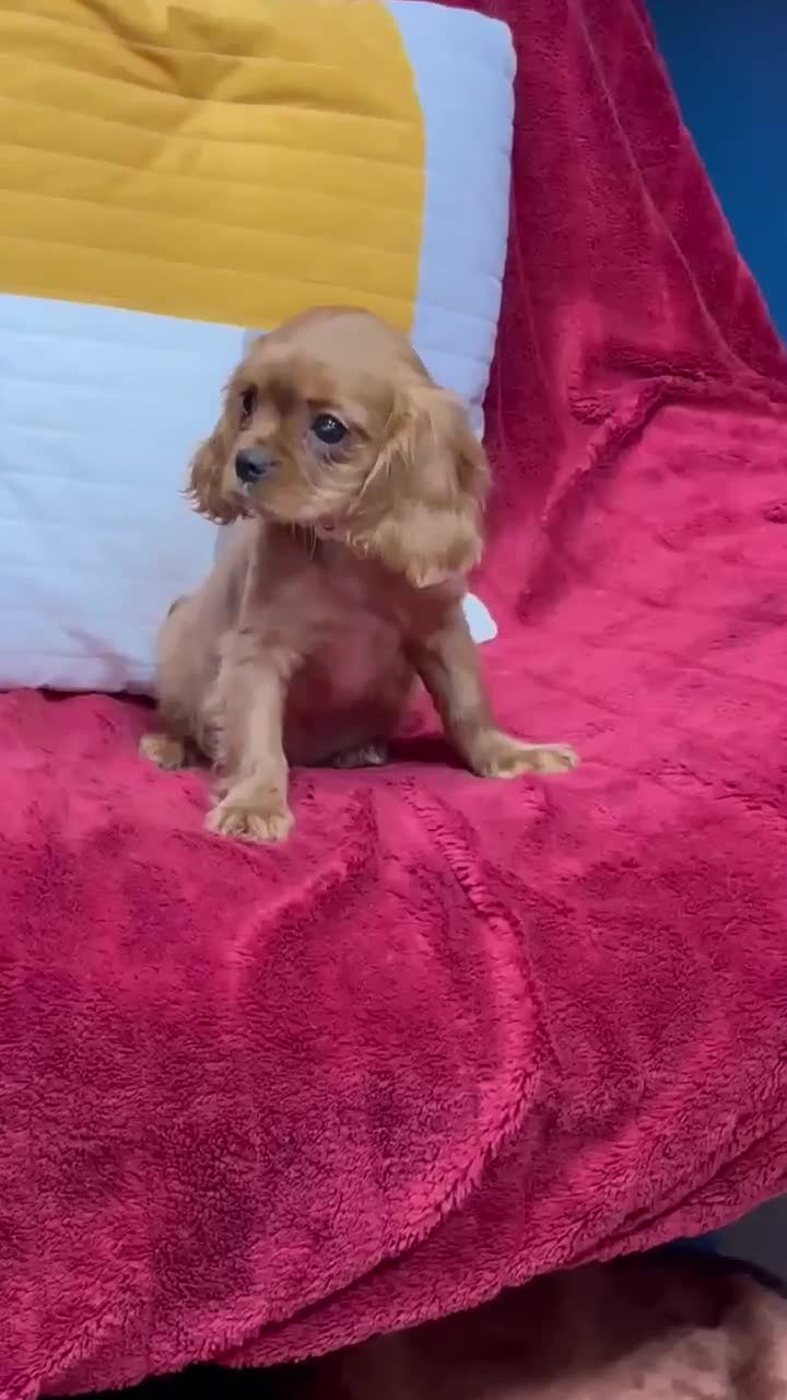 Cavalier King Charles Spaniel dogs for sale: Cavalier king Charles  Ruby's puppy's   - Video 3