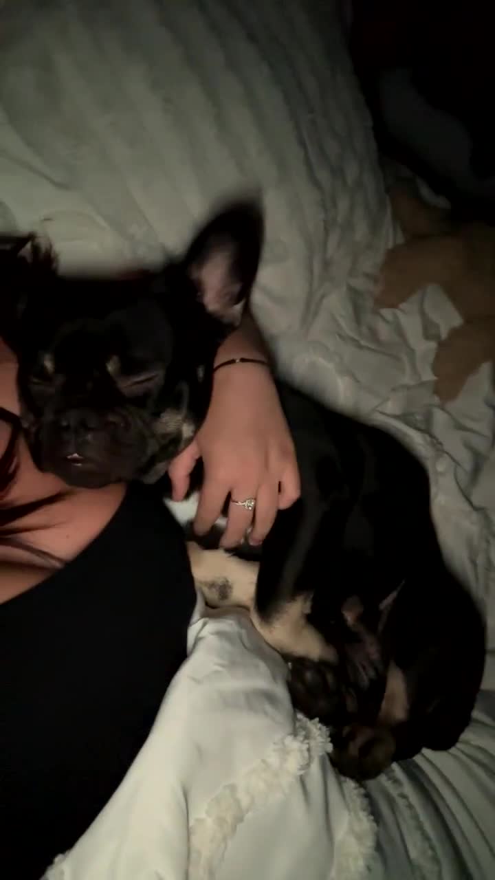 Mixed Breed dogs for sale: French bulldog x staff - Video 1