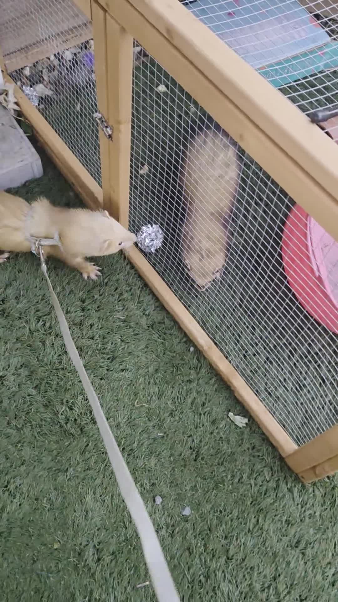 Ferret rodents for sale: Ferret - Video 1