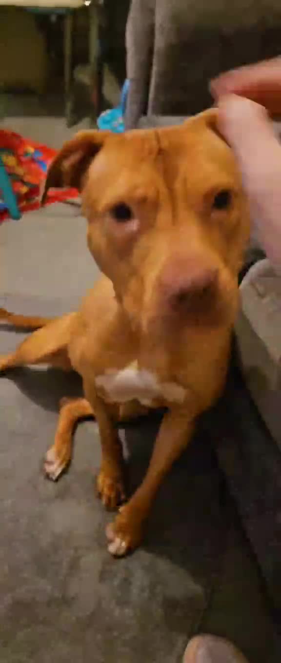 Mixed Breed dogs for sale: Mom and son  - Video 1