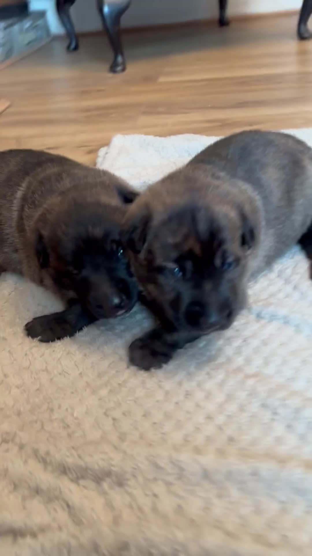 Belgian Shepherd Dog dogs for sale: Dutch shepherd puppies  - Video 2