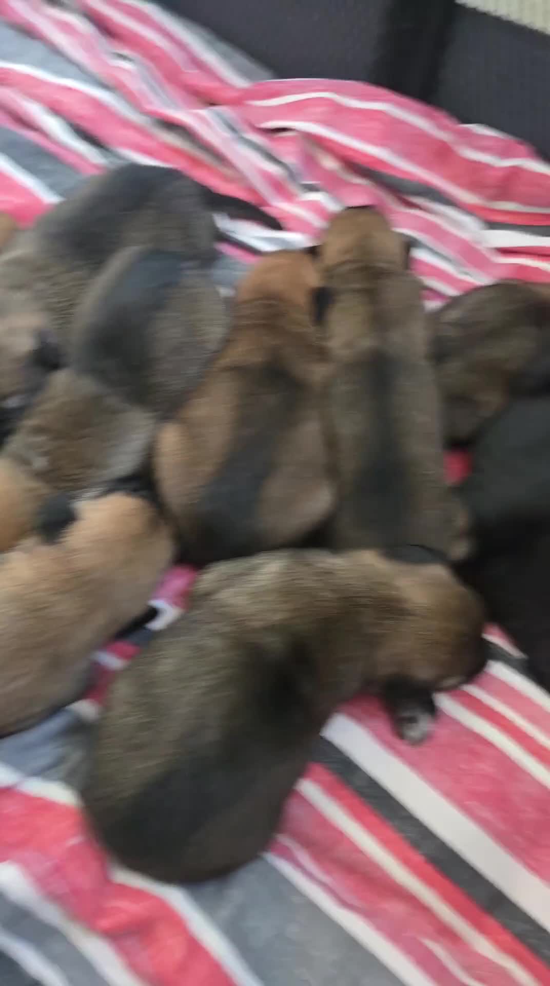 Belgian Shepherd Dog dogs for sale: Belgium malinois pups  - Video 1