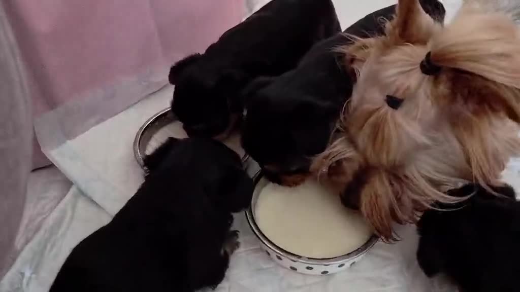 Yorkshire Terrier dogs for sale: Beautiful Yorkie Puppies Looking For Loving Homes - Video 3