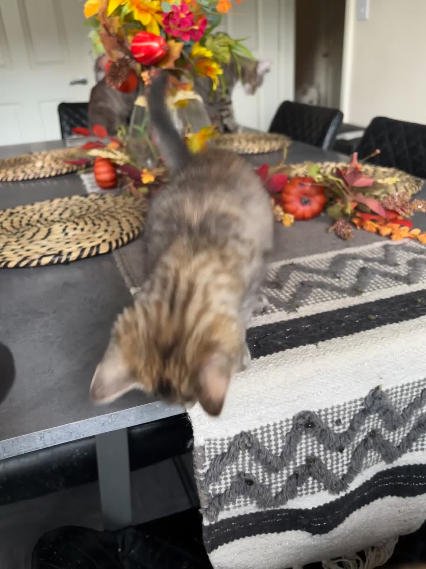 Mixed Breed cats for sale: Beautiful kittens in Chesterfield - Video 1