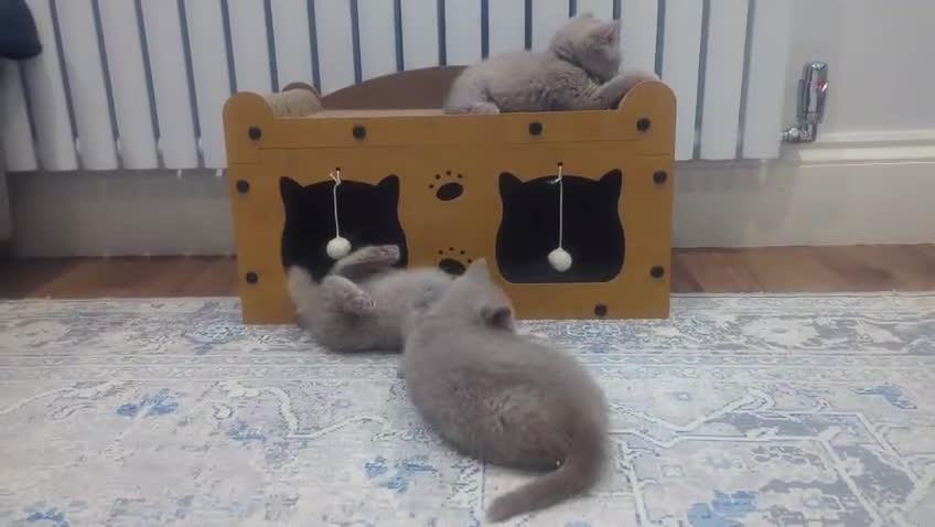 British Shorthair cats for sale: Gorgeous British Shorthair Kittens Teddy Bear Type - Video 1