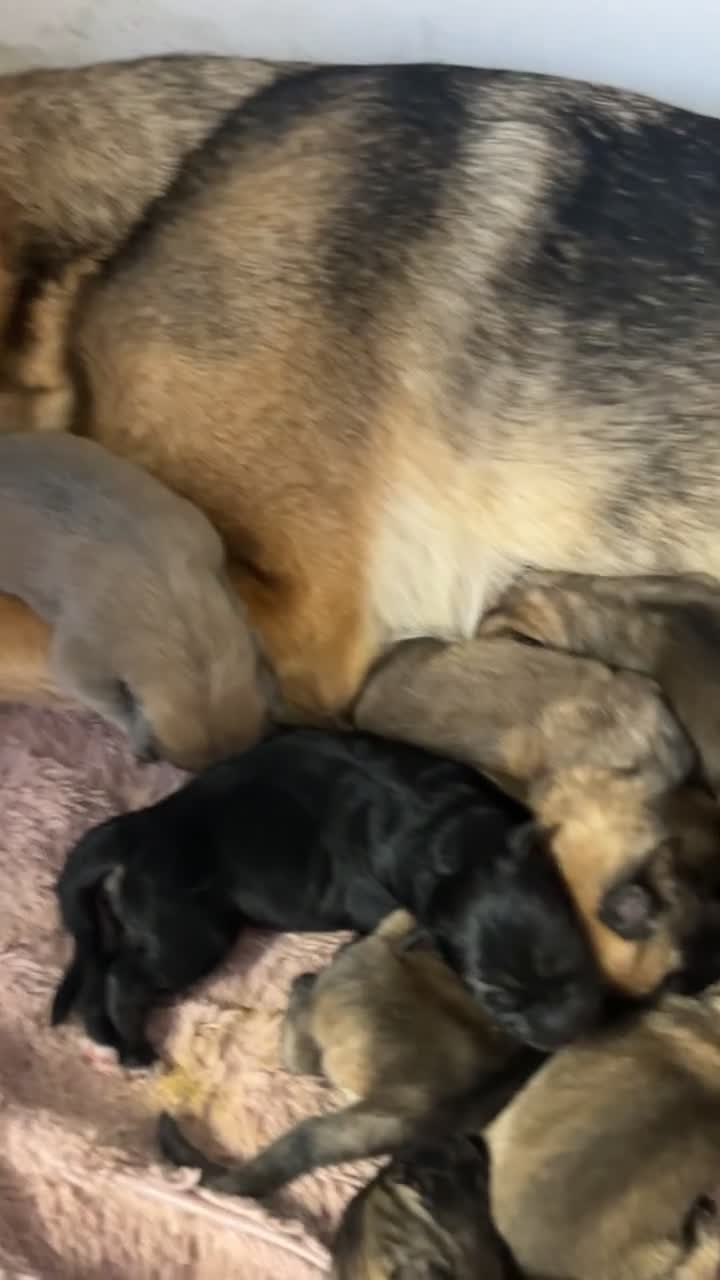 Mixed Breed dogs for sale: 8 beautiful healthy  puppies ,  German shepherd  - Video 1