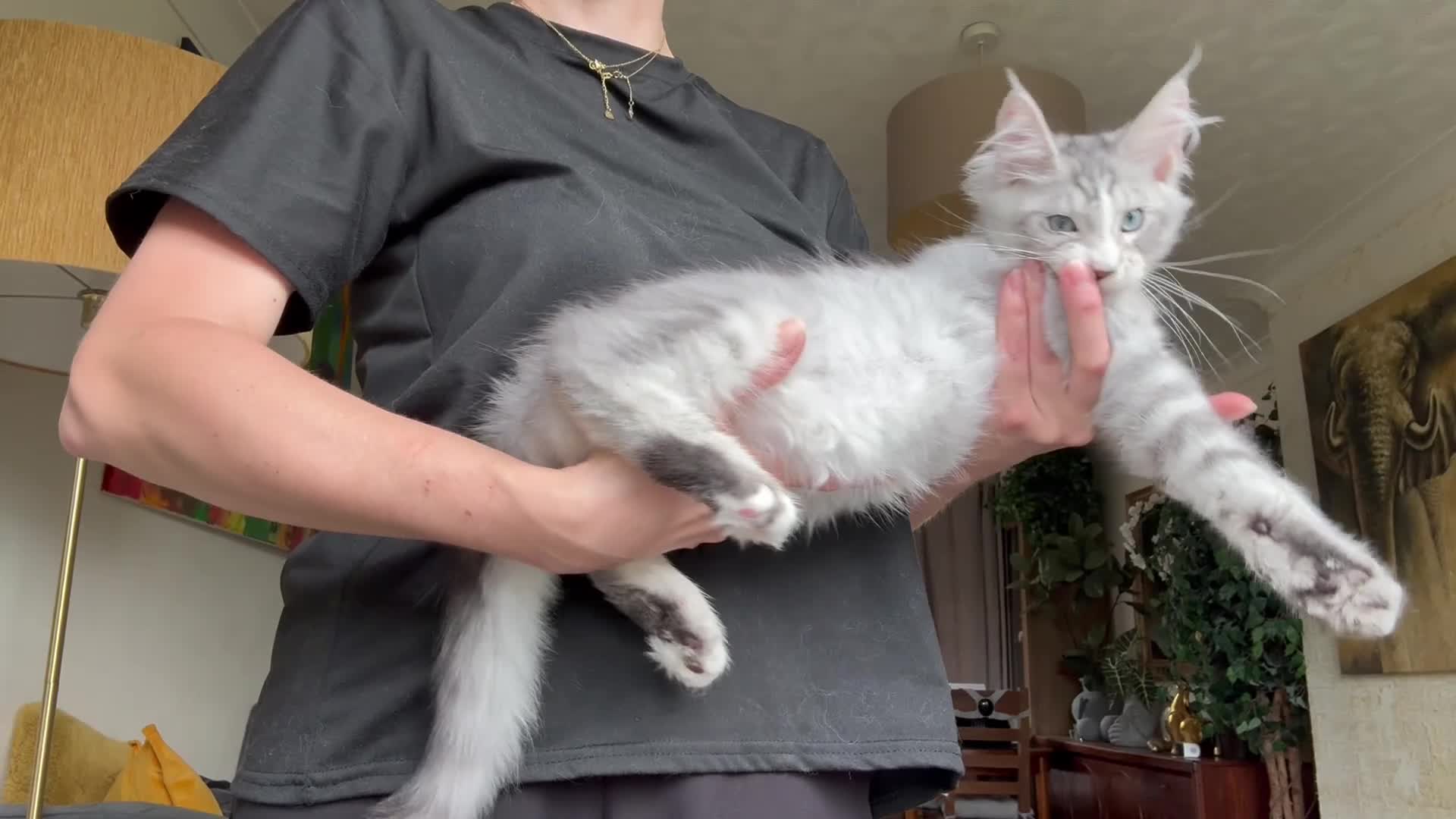 Maine Coon cats for sale: Mackerel tabby boys  - Video 2