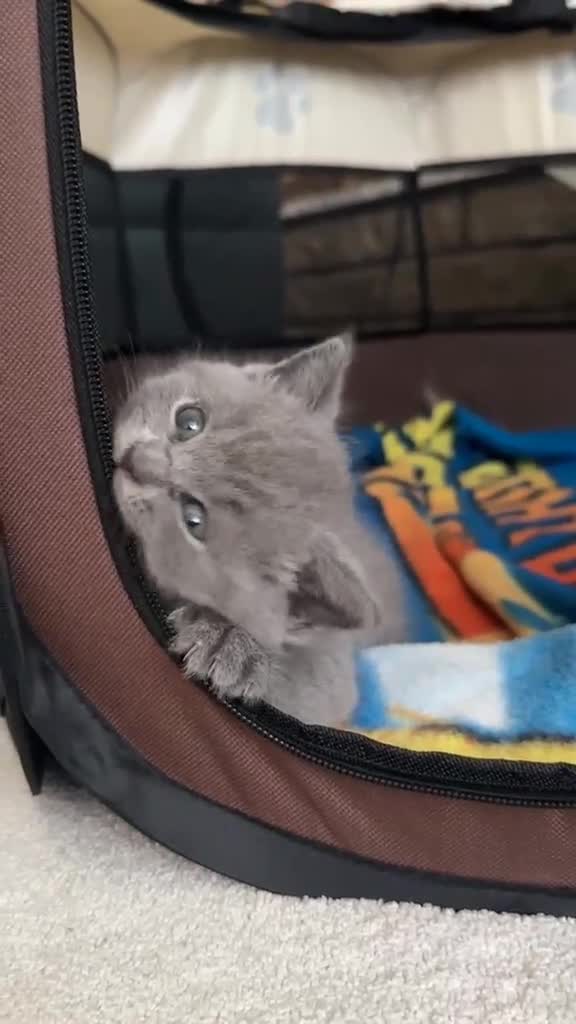British Shorthair cats for sale: Beautiful British Shorthair Kittens - Video 4