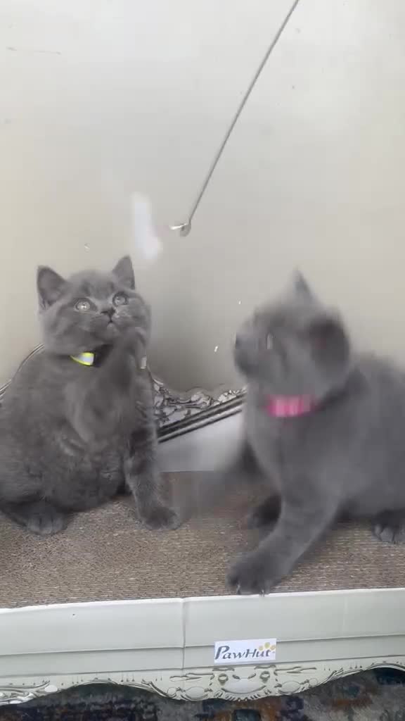 British Shorthair cats for sale: GORGEOUS British Short Hair Blue Kittens - Video 1