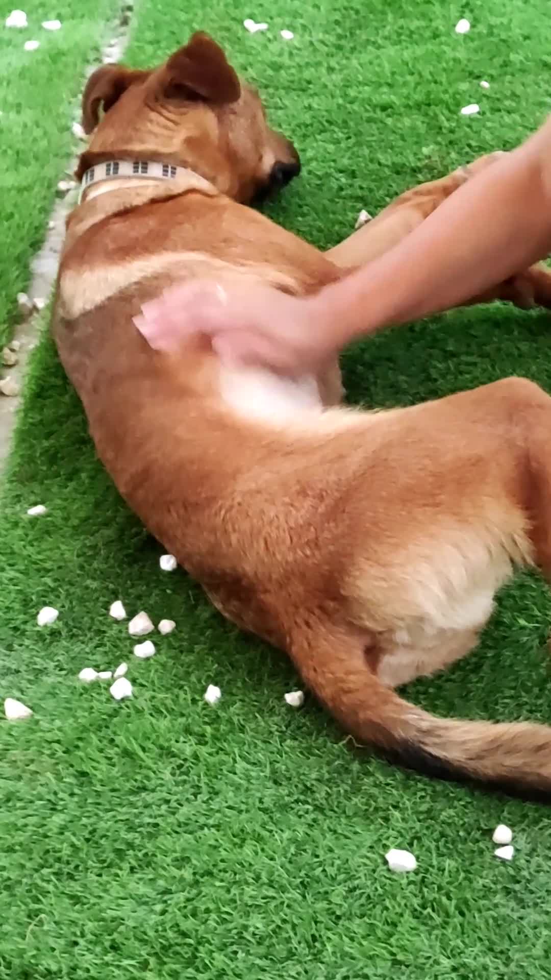 Mixed Breed dogs for adoption: Sasha with a zest for life  - Video 1