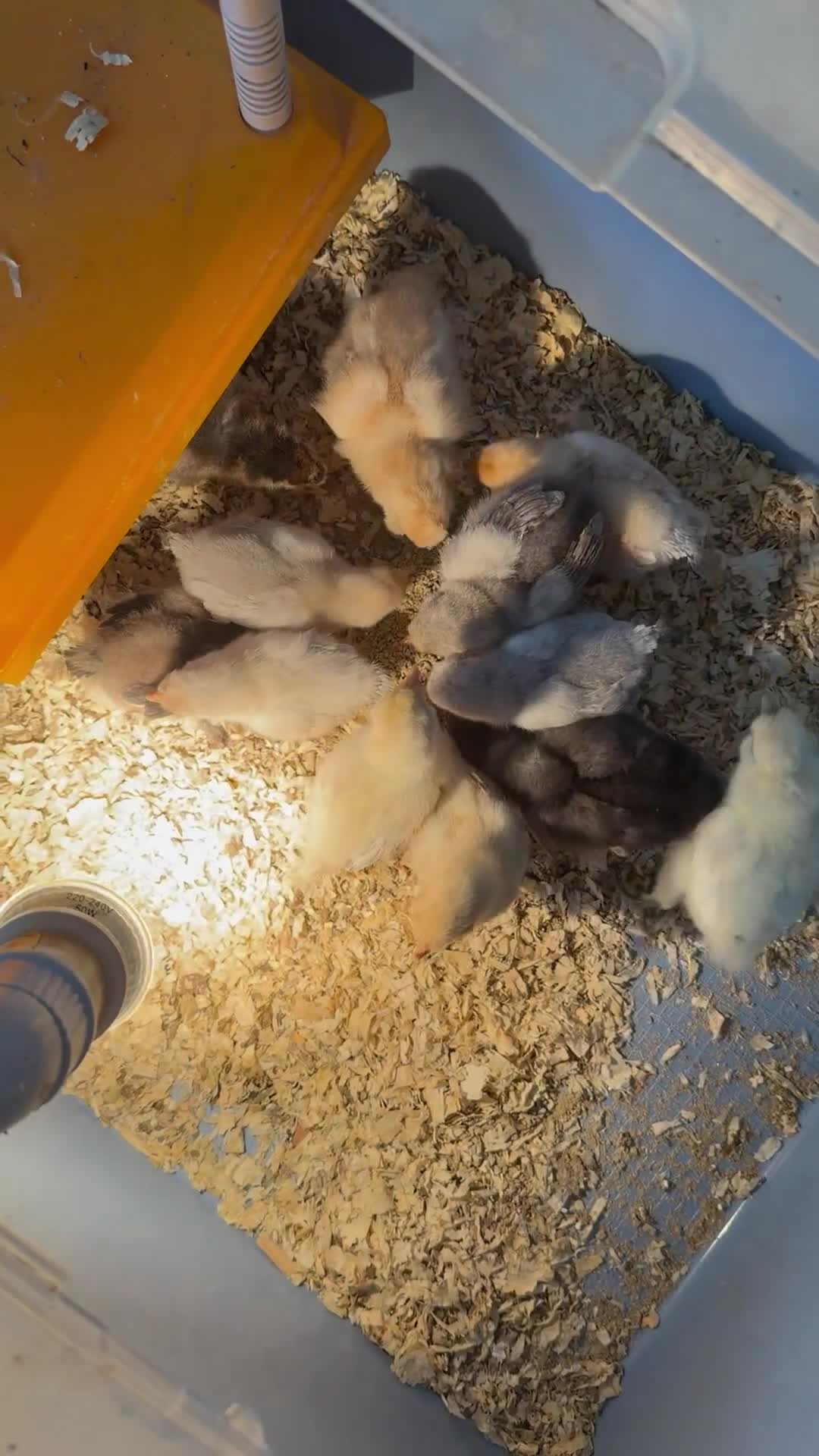 Chickens poultry for sale: Egg laying hens and chicks - Video 1