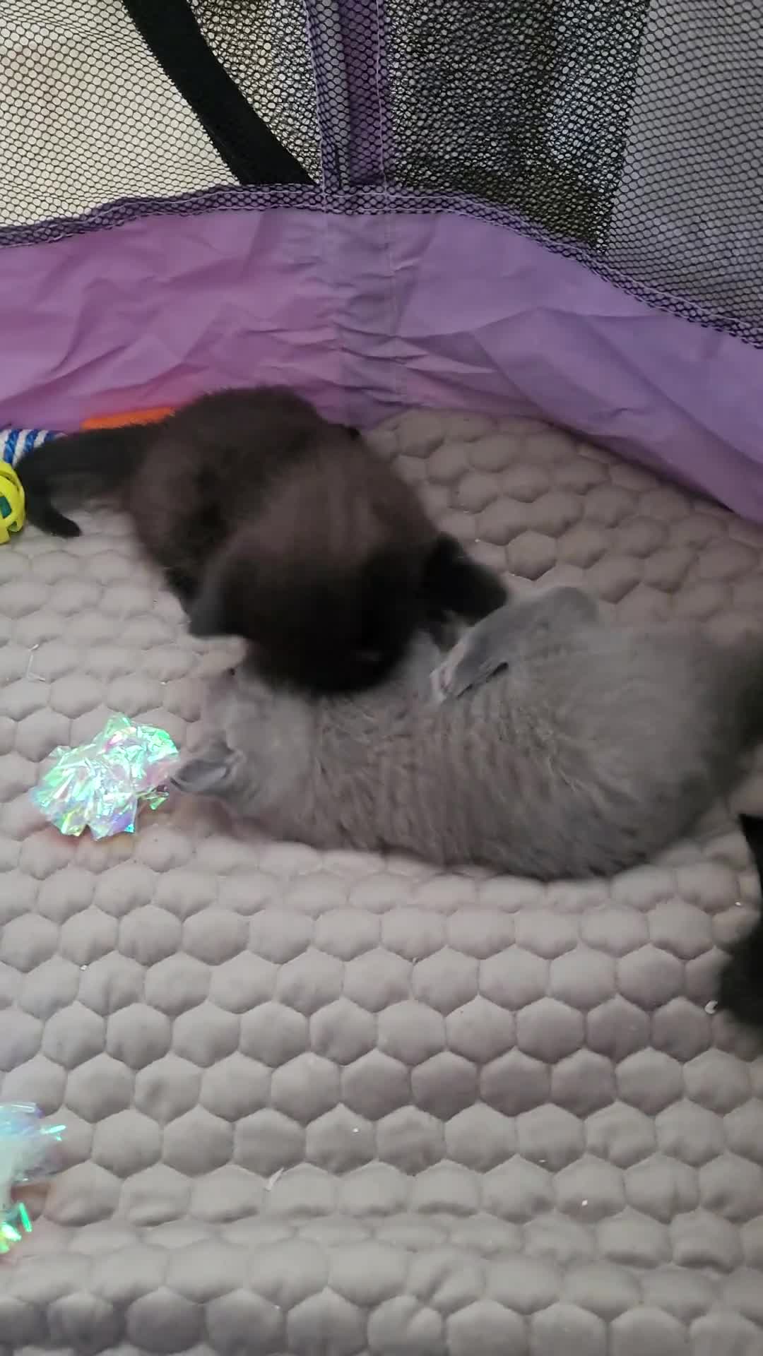 British Shorthair cats for sale:  two boys and one girl. - Video 1