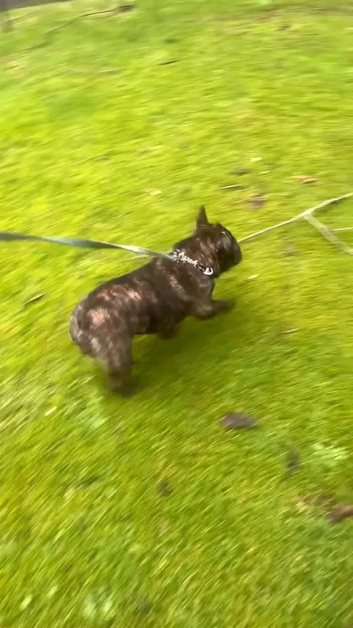 French Bulldog dogs for stud: Standard brindle stud  - Video 1