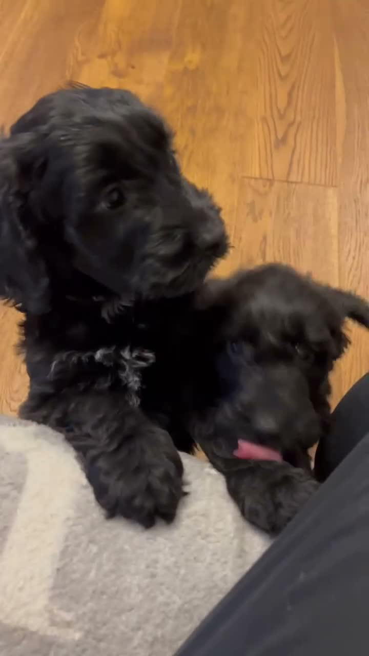 Cockapoo dogs for sale: READY TO GO! Beautiful F1 Cockapoo puppies.   - Video 1