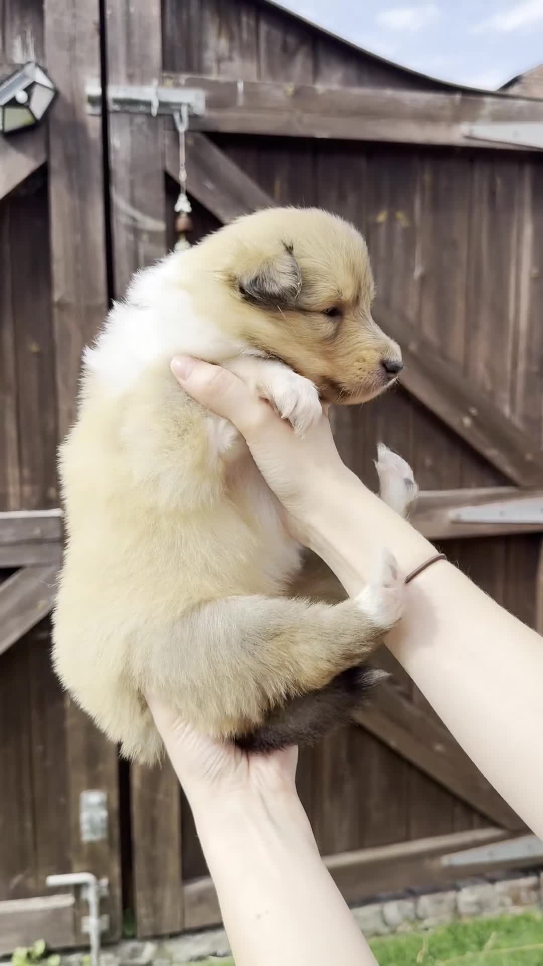 Rough Collie dogs for sale: Sable and white Rough collie puppies - Video 4