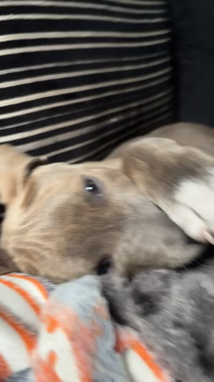 Staffordshire Bull Terrier dogs for sale: 5⭐HOME ONLY! Male Staffy - Video 1