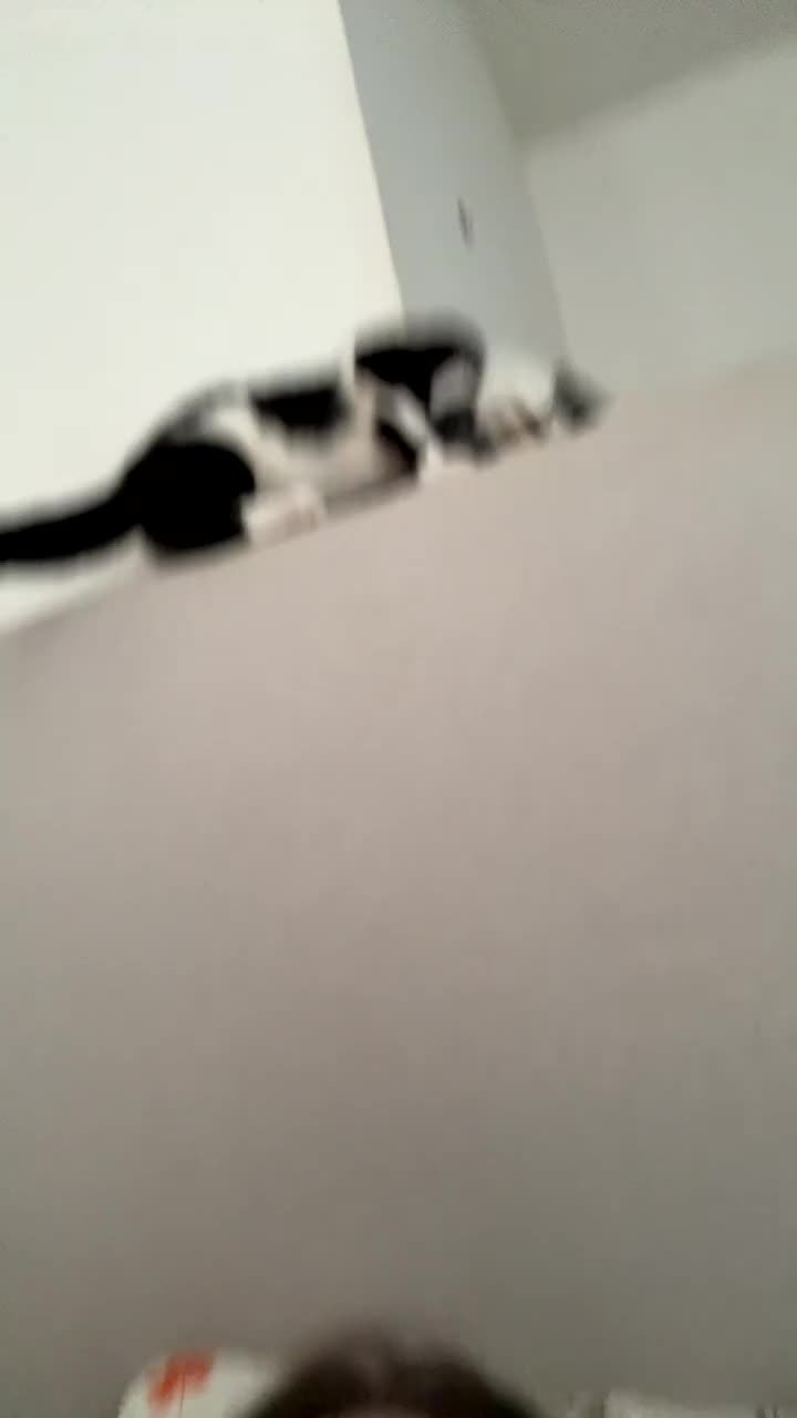 British Shorthair cats for sale: Miss Lilo in Blackburn - Video 1