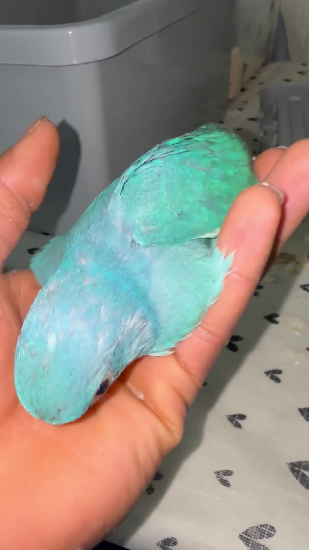Ringnecks birds for sale:  Indianringnecks - Video 3